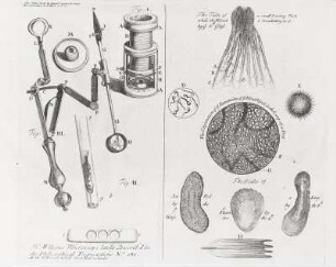 Mr. Wilsons Microscope..., The Taile of a small Living Fish