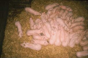 Fotografie: Stallsystem, Schweinehaltung, Mastschwein, Tieflaufstall