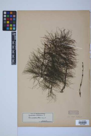 Equisetum sylvaticum L.
