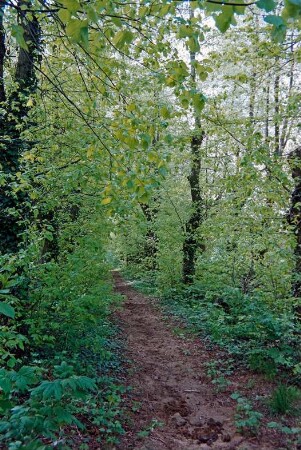 Gut Tangstedt: Park: Reitweg: 5. Mai 1994