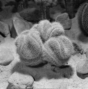 Dresden. Gartenausstellung. Kakteen (Cactaceae)