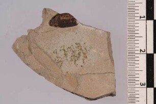 Käfer (Coleoptera)