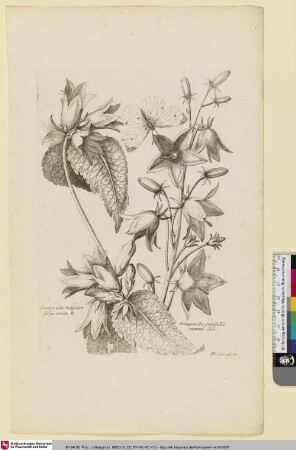 Campanula Vulgatior folijs urticae B.; Campanula penscisolia nostras Lob.