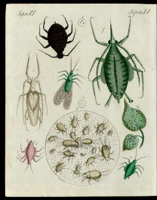 Schädliche Insecten.