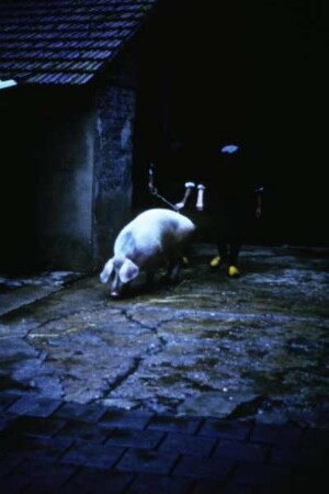 Hausschlachtung (Schwein)