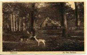 Rotwild im Eichenwald in der Dubrow