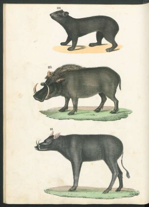 Tafel: [Fig. 109.-113.]