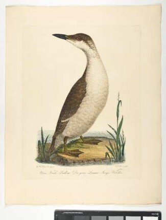 Uria Troile. Latham. Die graue Lumme. Junges Weibchen. - Trottellumme. Uria aalge; fem juv. - Zeichner: Johann Mathias Hergenröder; Stecher: Johann Carl Bock