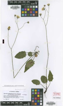 Hieracium grossidentatum Joch.Mull. [isotype]