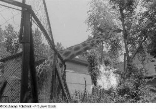 Fressende Giraffe