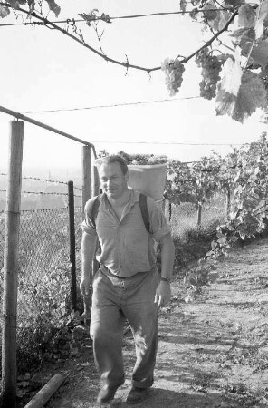 Weinlese am Turmberg.