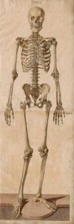 Tabulae Osteologicae Seu Omnium Corporis Humani Perfecti Ossium Imagines Ad Ductum Naturae Tam Sigillatim Quam In Ordinaria Connexione Secundum Habitum Suum Externum Magnitudine Naturali