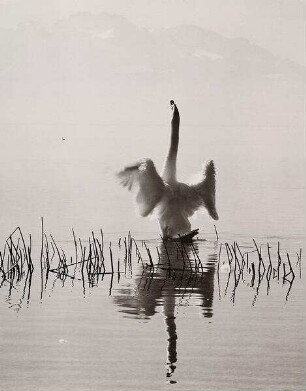 Schwan