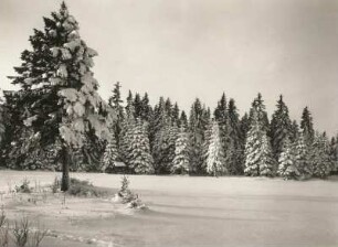 Kahleberggebiet. Verschneite Fichten mit Waldlichtung