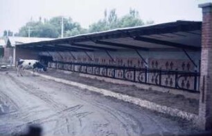 Fotografie: Tierproduktionsverfahren, Laufhof, Stallsystem, Liegehalle, Liegebox