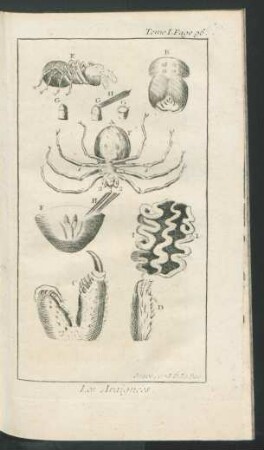 Tafel: Les Araignées.