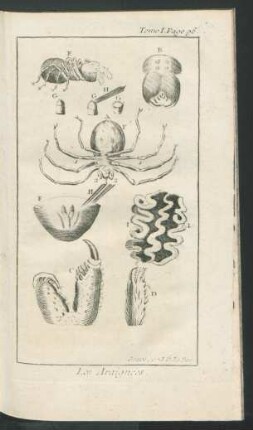 Tafel: Les Araignées.