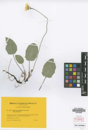 Hieracium galeroides Gottschl. subsp. galeroides Gottschl.[paratype]