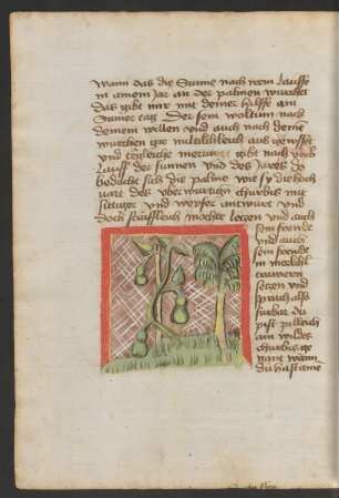 Flaschenkürbis und Palme