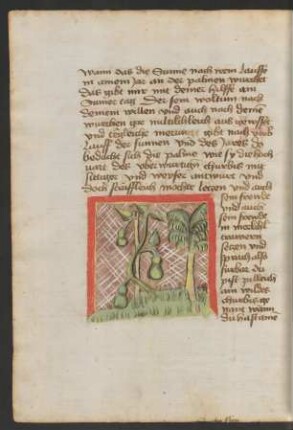 Flaschenkürbis und Palme