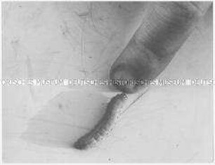 Finger mit Raupe (Altersgruppe bis 14)