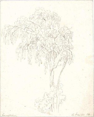 Zocher, Ernst; Baumstudien - Ansicht
