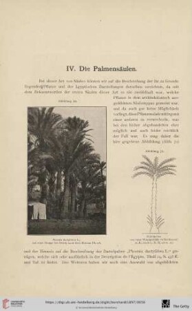 IV. Die Palmensäulen
