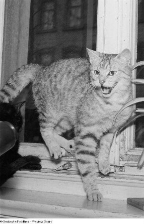 Eine fauchende Katze am Fenster