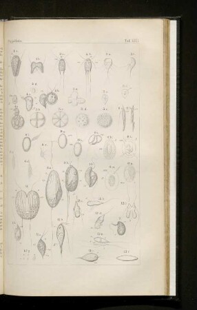 Tafel XLVI.