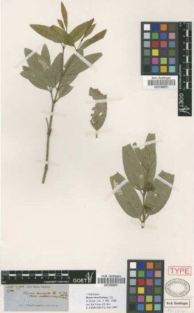 Buxus muelleriana Urb. [holotype]