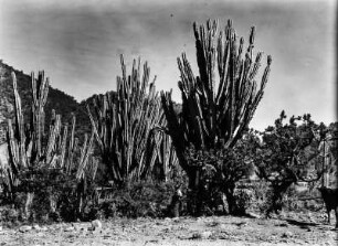 Kakteen : Kakteensträucher bei Huerta.
