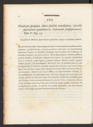 XVI. Plumbum spatosum dilute flavum lamellosum, lamellis fasciculatis quadrilateris, ...Tab. V. Fig. 13
