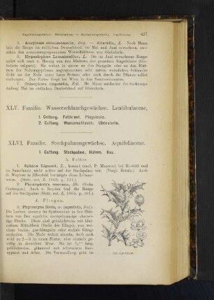 1. Gattung. Fettkraut. Pinguicula. 2. Gattung. Wasserschlauch. Utricularia.