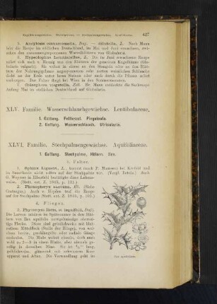 1. Gattung. Fettkraut. Pinguicula. 2. Gattung. Wasserschlauch. Utricularia.