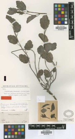 Hibiscus pulverulentus Griseb.