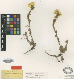 Helichrysum anatolicum Boiss. [syntype]