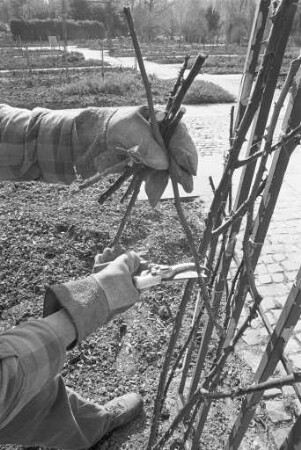 Frostschäden an Rosen in Folge des kalten Winters 1985