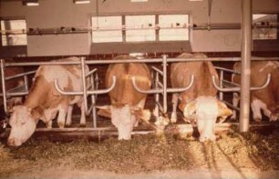 Fotografie: Milchviehhaltung, Rohrmelkanlage, Fressliegebox