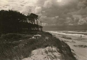 Darß. Weststrand mit Windflüchtern. Ansicht nach Südwesten