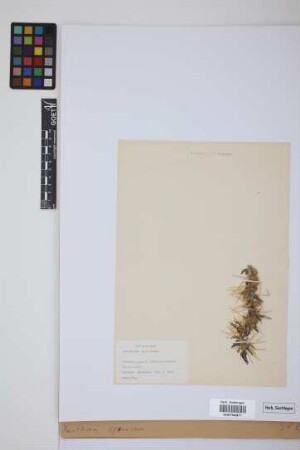 Xanthium spinosum L.