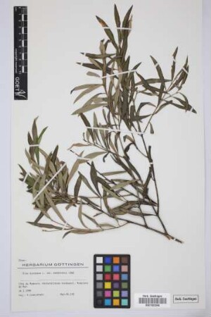 Olea europaea L. var. maderensis Lowe