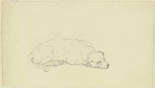 Schlafender Hund