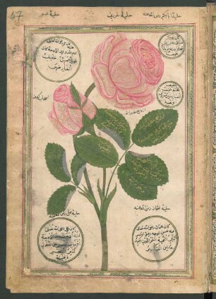 Illustration: Rose mit Knospe und Blättern