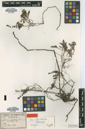 Galium orientale Boiss. var. Boiss. elatius