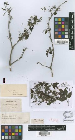 Schmidelia edulis A.St.-Hil., A.Juss. & Cambess.