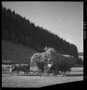 Heuernte im Schwarzwald