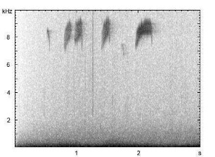 Haubenmeise | Lophophanes cristatus - Ruf
