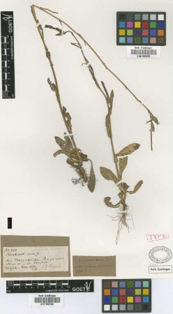 Nicotiana acuta Griseb. [holotype]