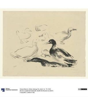 Enten (Abzug 19)