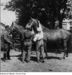 Remonten-Auktion der Wehrmacht. Vorbereiten von 3-4 jährigen Pferden aus dem Nachwuchs der Bestände der Armee zum Verkauf